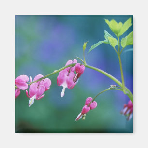 Pink bleeding hearts in garden. Credit as: Magnet