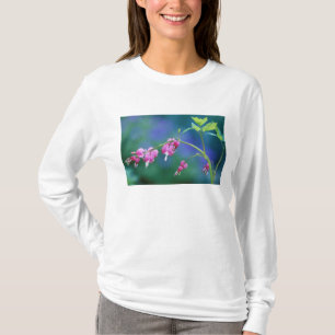 Pink bleeding hearts in garden. Credit as: T-Shirt