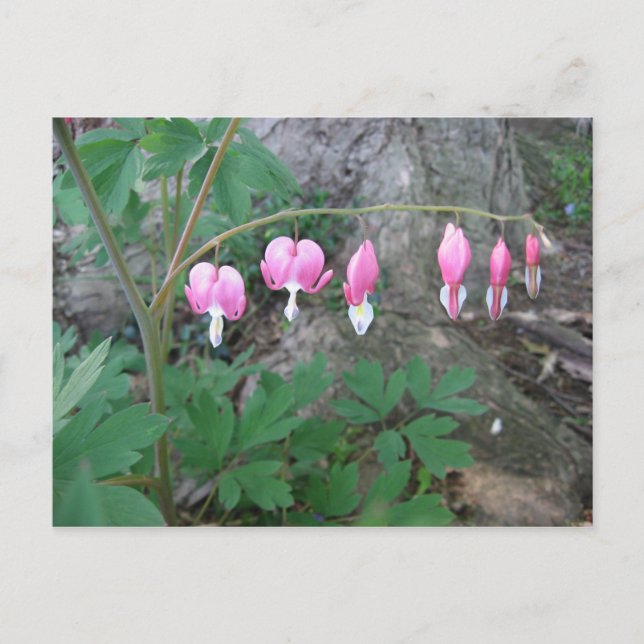 Pink Bleeding Hearts Postcard (Front)