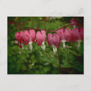 Pink Bleeding Hearts Postcard
