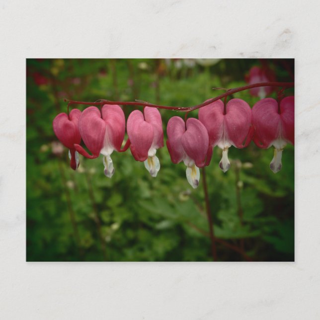 Pink Bleeding Hearts Postcard (Front)