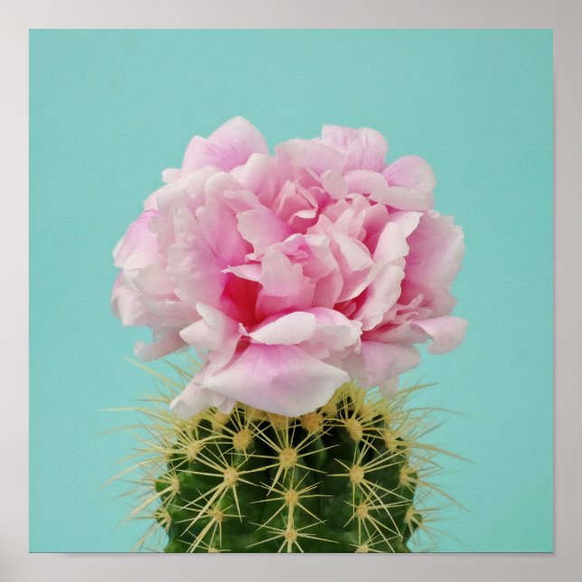 Pink Bloom Atop Spiky Cactus Poster (Front)
