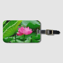 Pink Blooming Lily in the Spring