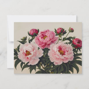 Pink Blooming Peony Flowers Bouquet  Postcard