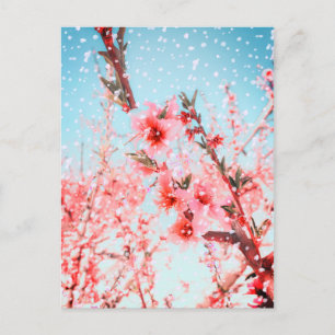 Pink blossom and flying petals (or snow?) postcard