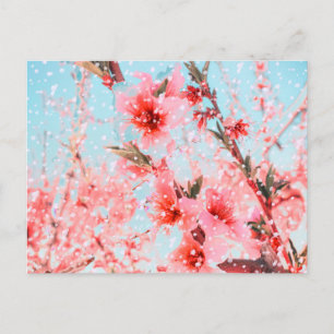 Pink blossom and flying petals (or snow?) postcard