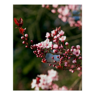Pink Blossom in the warm summer light Poster