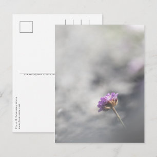 Pink Blossom Nature Photo Postcard