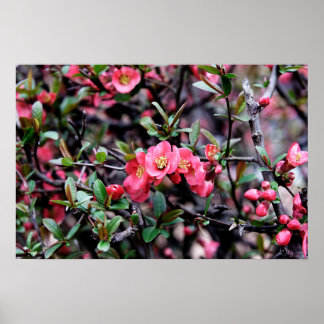 Pink Blossom Spring Poster