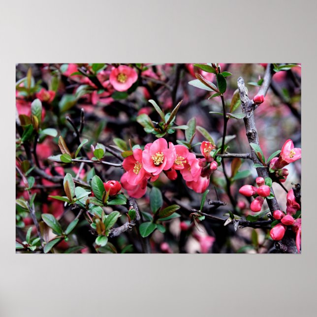 Pink Blossom Spring Poster (Front)