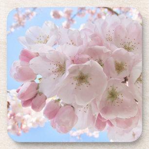 Pink Blossoms Blue Sky. Coaster