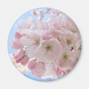 Pink Blossoms Blue Sky. Magnet