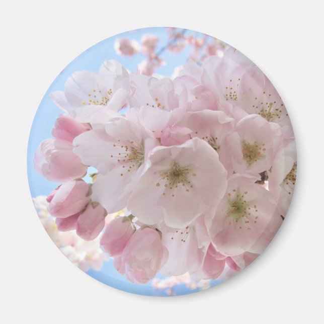 Pink Blossoms Blue Sky.  Magnet (Front)