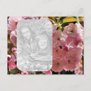 Pink Blossoms Floral Photo Postcard
