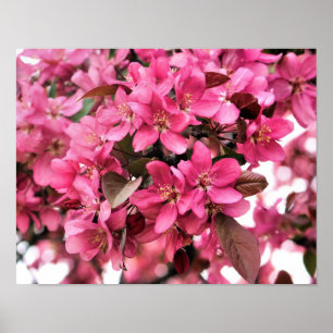 Pink Blossoms Flower Photography  Poster