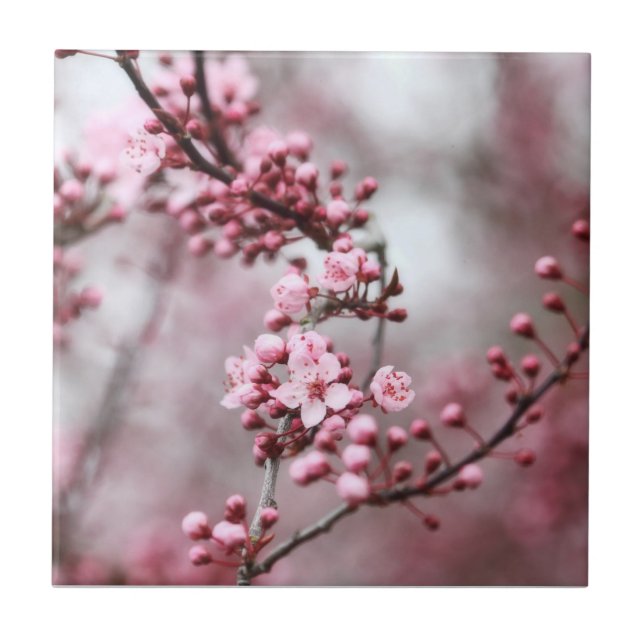 Pink Blossoms in Spring Photo Tile (Front)