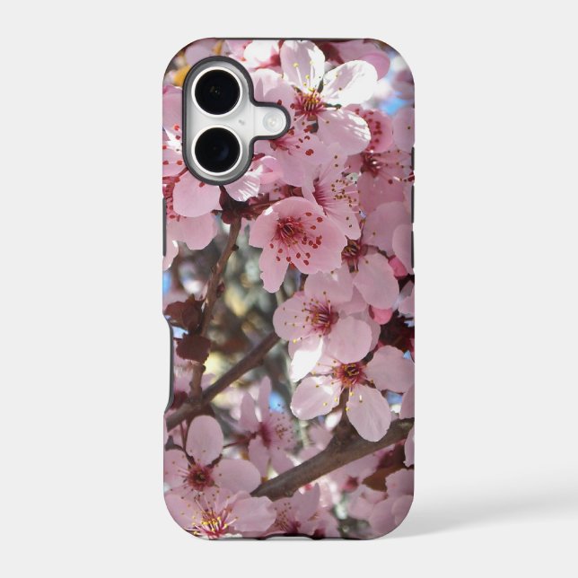 Pink Blossoms on Ornamental Flowering Tree (Back)