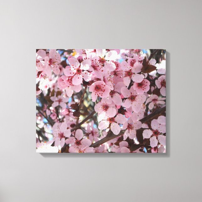 Pink Blossoms on Ornamental Flowering Tree Canvas Print (Front)