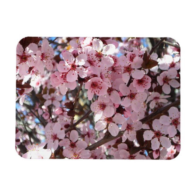 Pink Blossoms on Ornamental Flowering Tree Magnet (Horizontal)