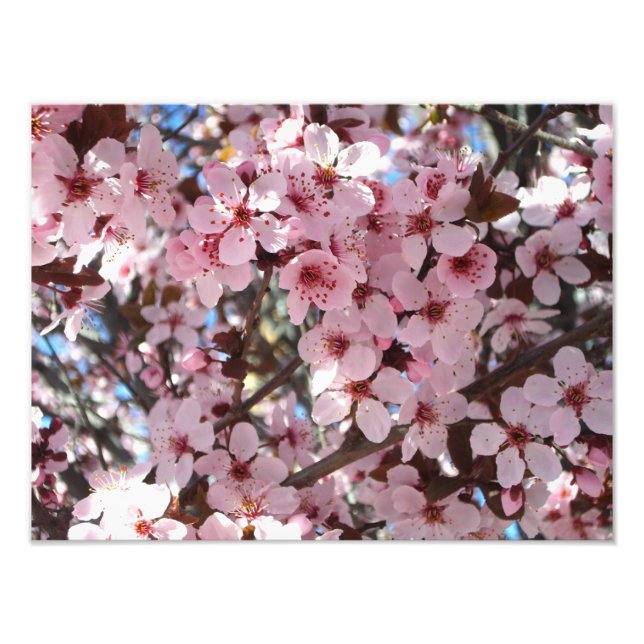Pink Blossoms on Ornamental Flowering Tree Photo Print (Front)