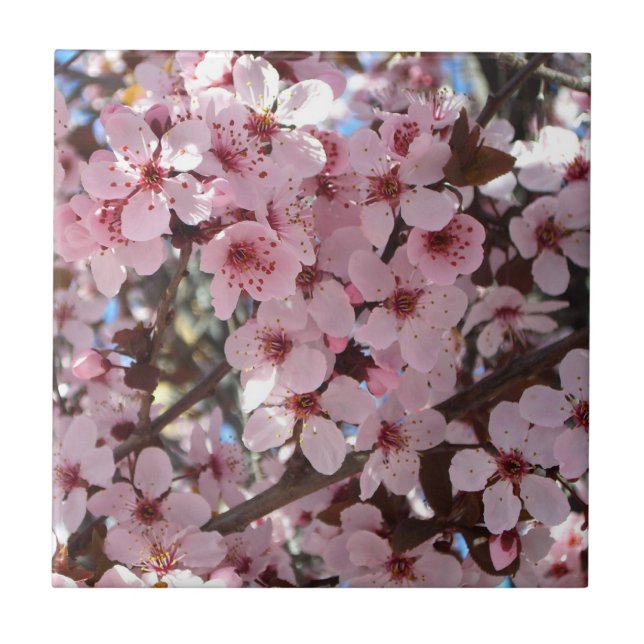 Pink Blossoms on Ornamental Flowering Tree Tile (Front)
