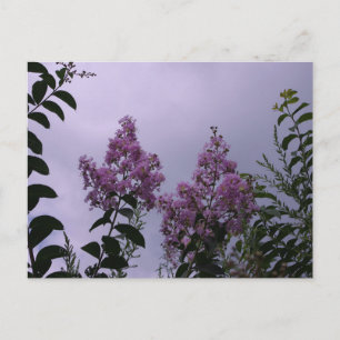 Pink Blossoms Postcard