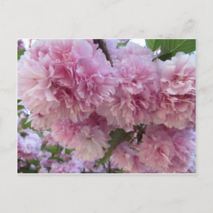 Pink Blossoms Postcard