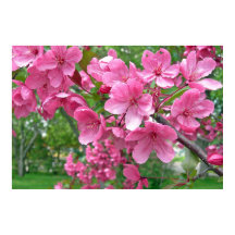 Pink Blossoms Print