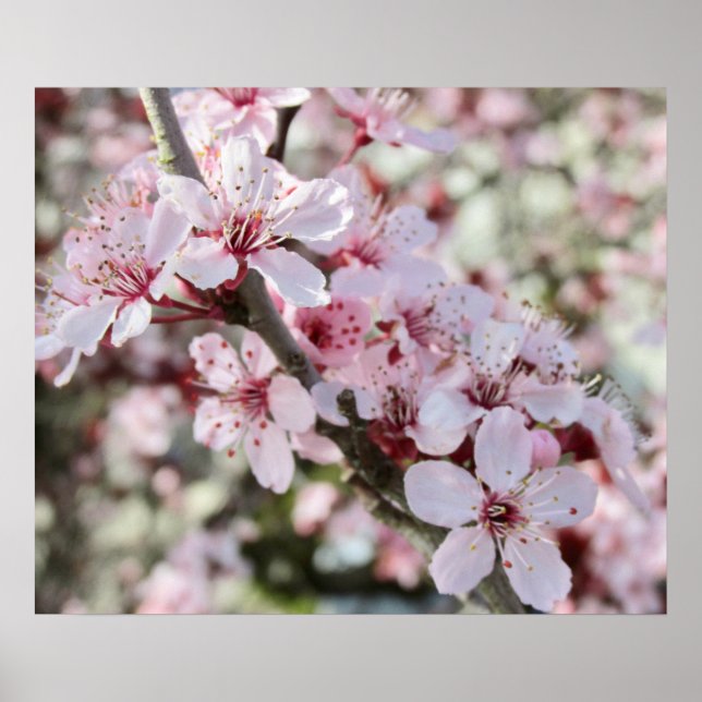 Pink Blossoms Red Stems. Poster (Front)