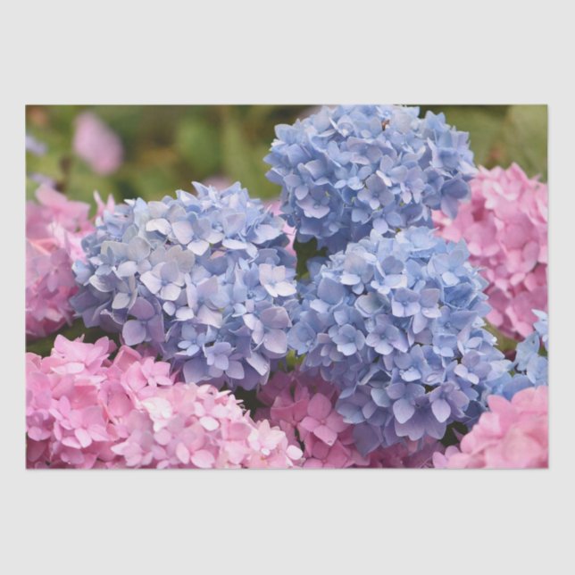 Pink Blue Hydrangea Flower Gender Reveal Tissue Paper (Front)