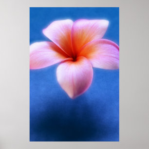 Pink & Blue Plumeria Frangipani Hawaii Flower Poster