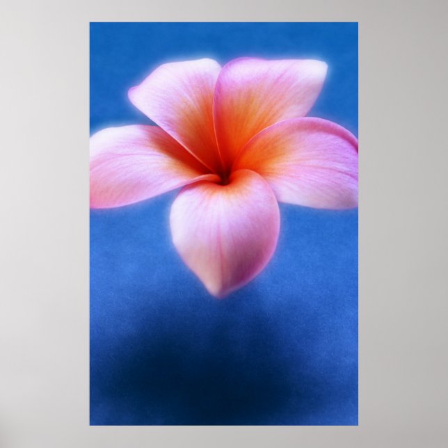 Pink & Blue Plumeria Frangipani Hawaii Flower Poster (Front)