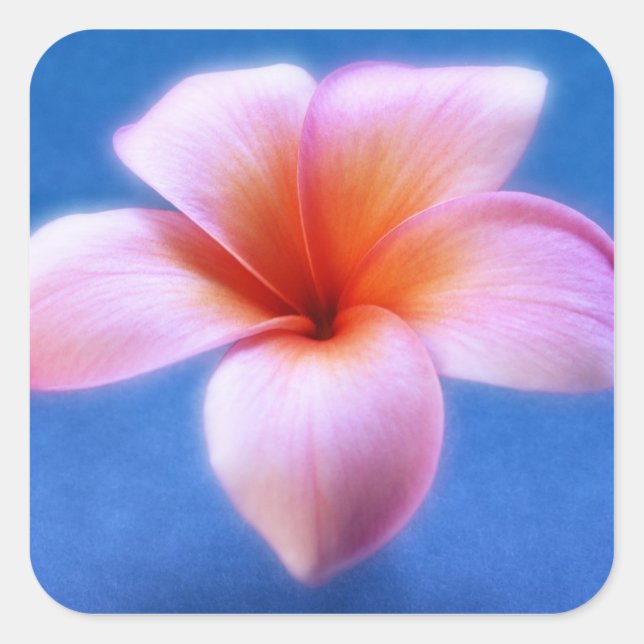Pink & Blue Plumeria Frangipani Hawaii Flower Square Sticker (Front)