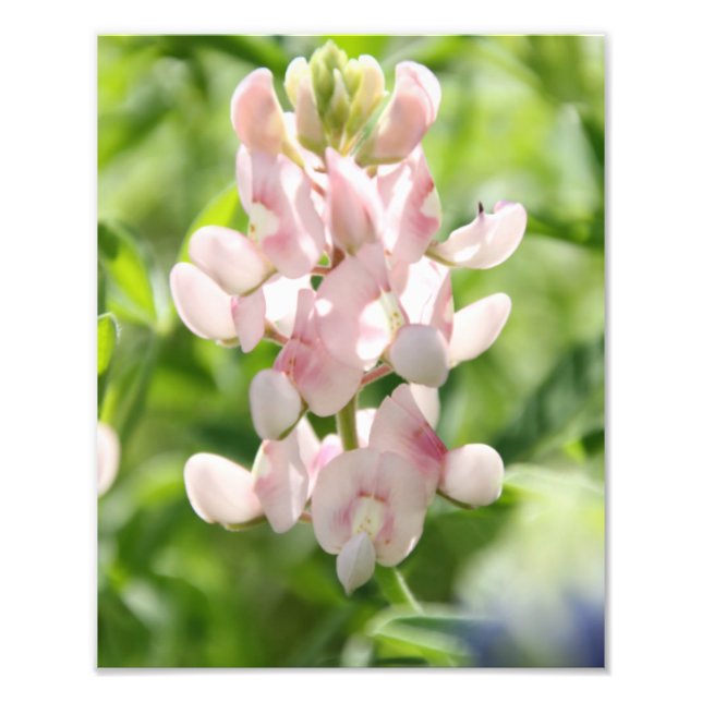 Pink Bluebonnet Photo Print (Front)