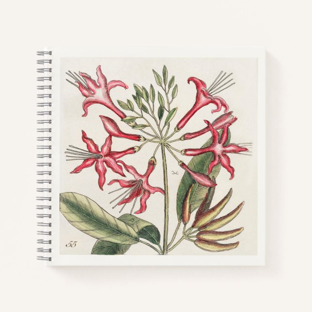 Pink Botanical Illustration 18th Century Art Notebook (Front)