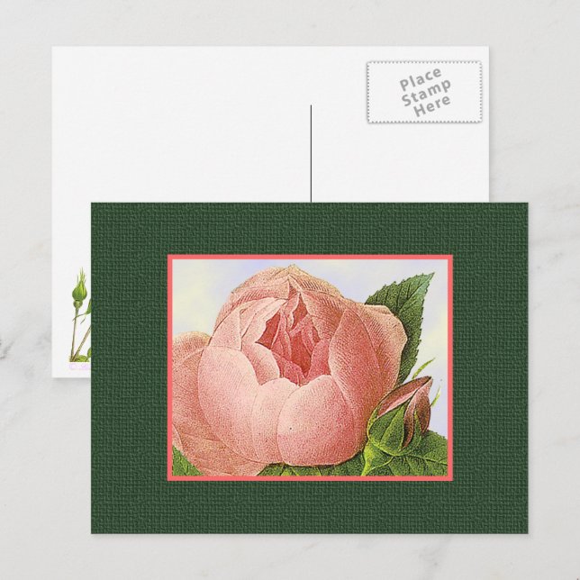 Pink Botanical Rose Blank Art Postcard (Front/Back)
