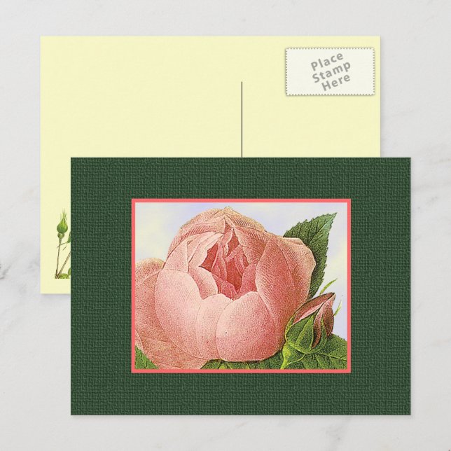 Pink Botanical Roses Blank Postcard (Front/Back)