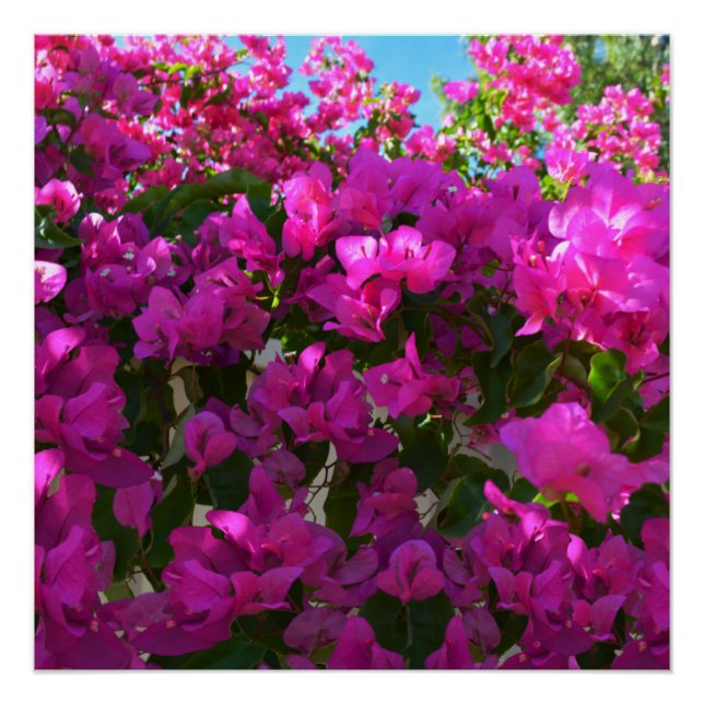 Pink Bougainvillaea Flowers, Poster (Front)