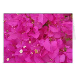 Pink Bougainvillea Flower (Greece)