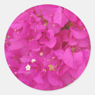 Pink Bougainvillea Flower (Greece) Classic Round Sticker