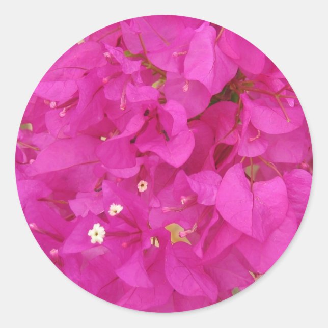 Pink Bougainvillea Flower (Greece) Classic Round Sticker (Front)
