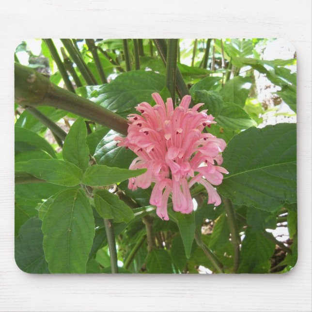 Pink Brazilian Plume Flower Mouse Mat (Front)