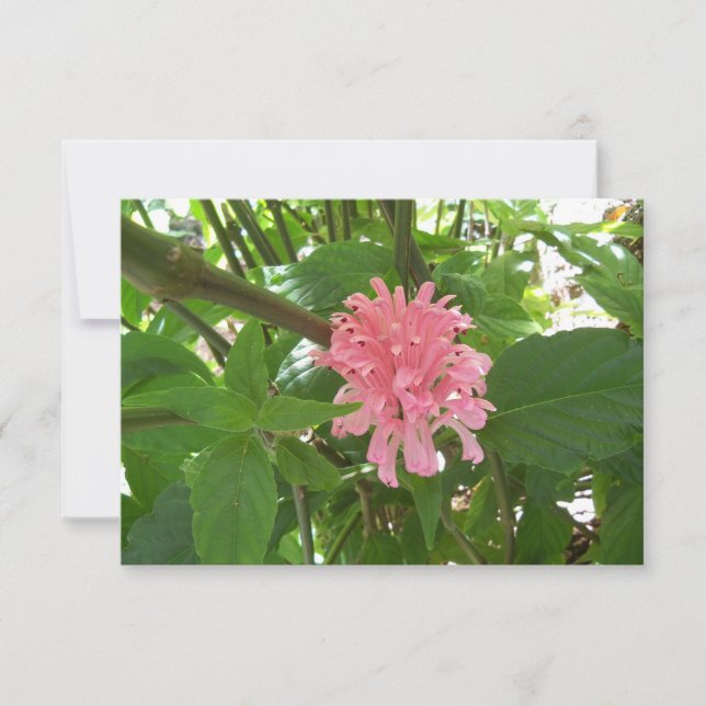 Pink Brazilian Plume Flower on a Thank You card (Front)