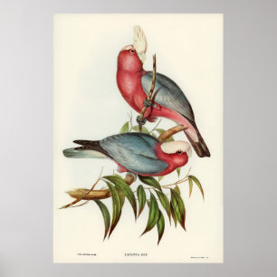 Pink-breasted Cacatua Poster