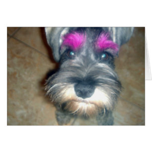 Pink Brow - Miniature Schnauzer