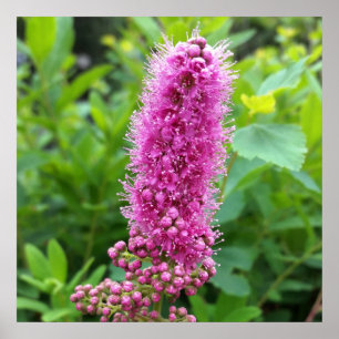 pink buds poster