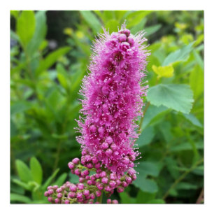 pink buds poster