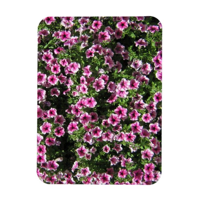 Pink bush flowers Phlox garden cover Magnet (Vertical)