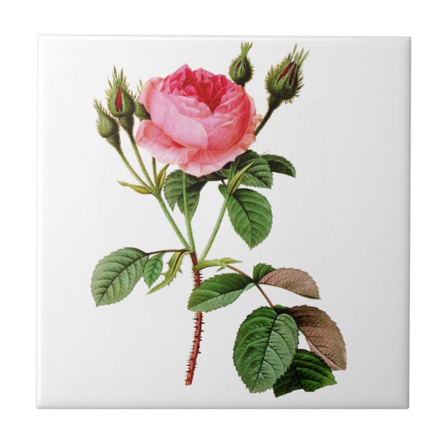 Pink Cabbage Rose by Pierre Joseph Redoute Tile (Front)