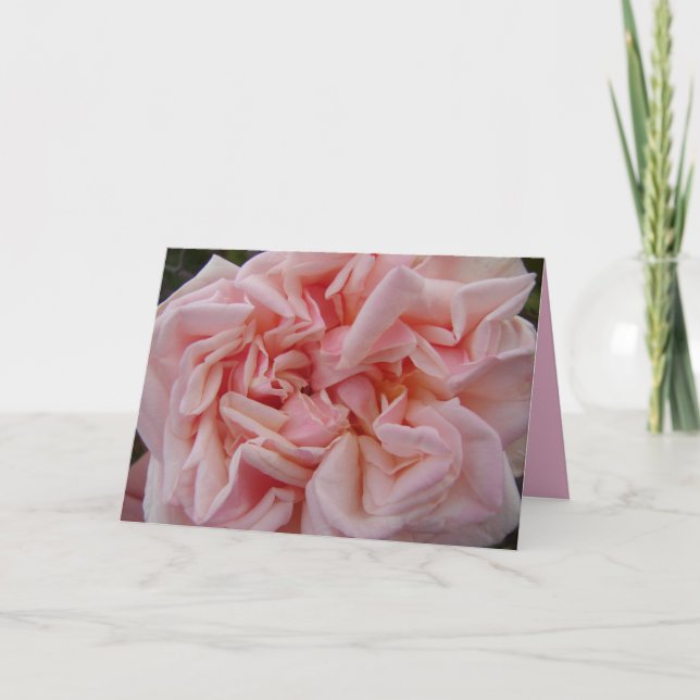 Pink Cabbage Rose Vintage Flowers Birthday Card (Front)